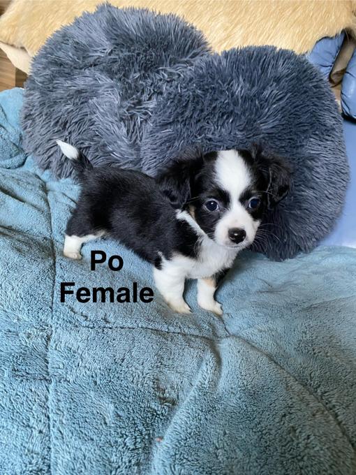Chihuahua Jack Russell