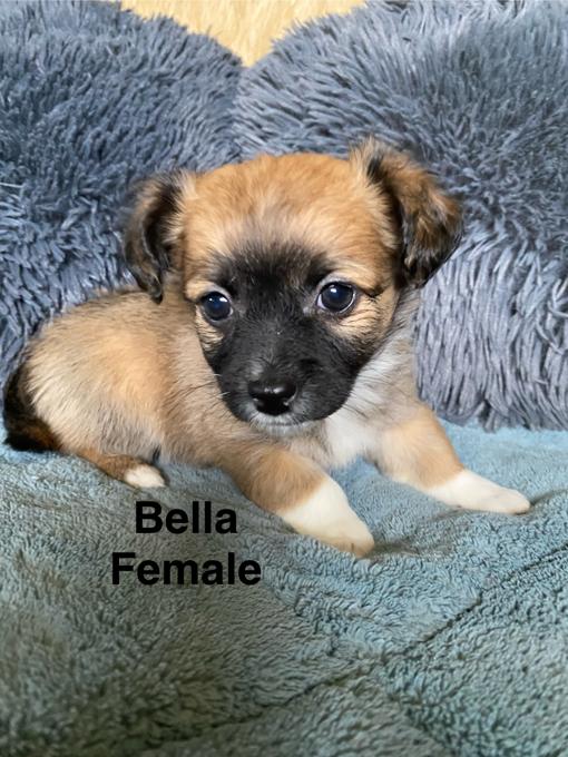 Chihuahua Jack Russell