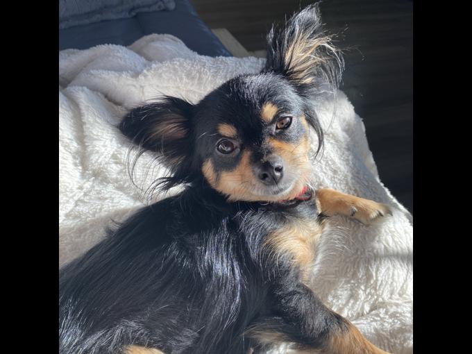 Chihuahua Jack Russell