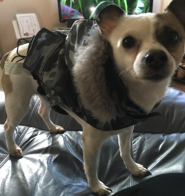 Chihuahua Jack Russell