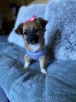 Chihuahua Jack Russell