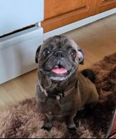 Pug/Shihtzu