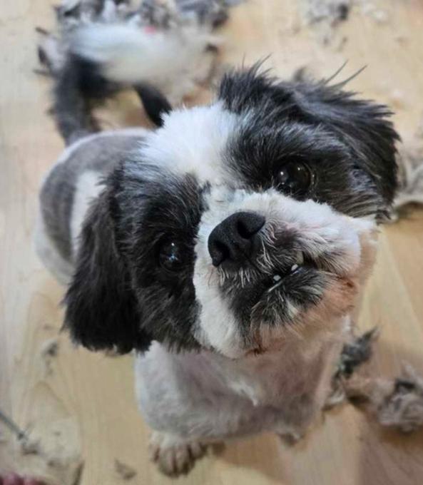 Pug/Shihtzu