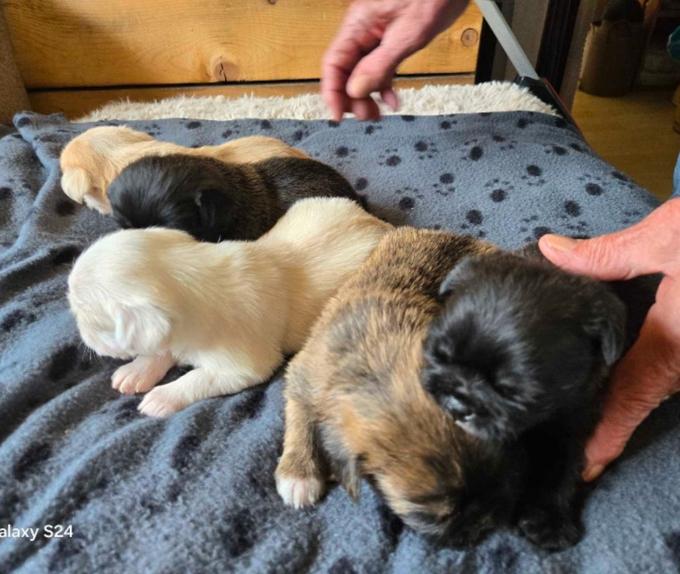 Pug/Shihtzu
