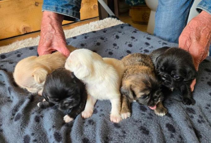 Pug/Shihtzu