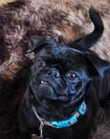 Shih-zu/Pug