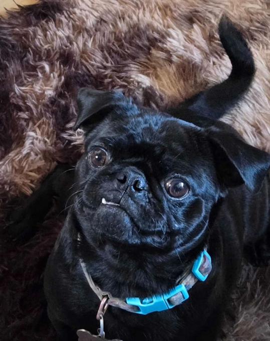 Shih-zu/Pug