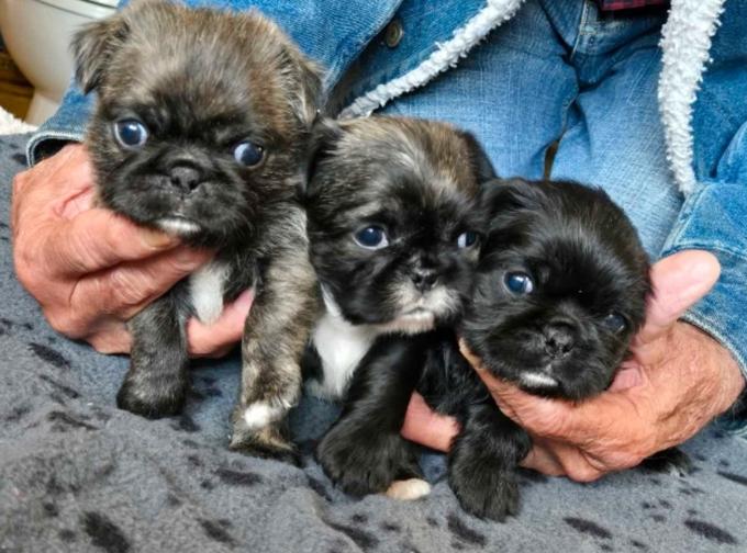 Shih-zu/Pug