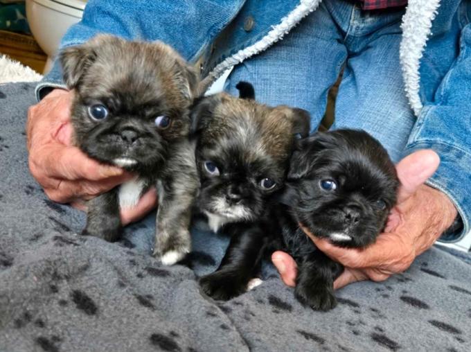 Shih-zu/Pug