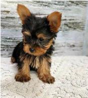 yorkie