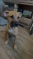 Boxer mix