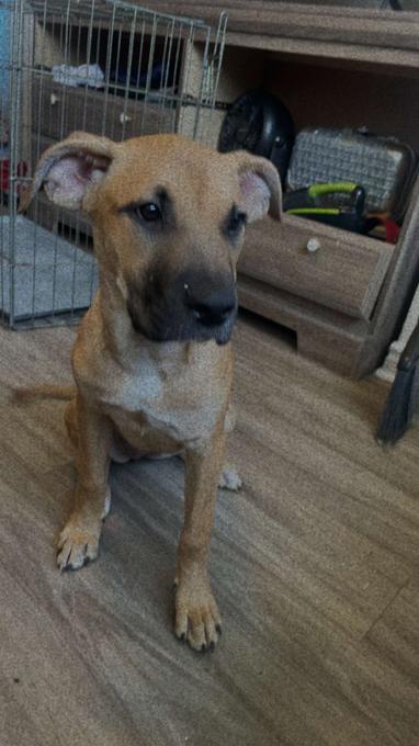 Boxer mix