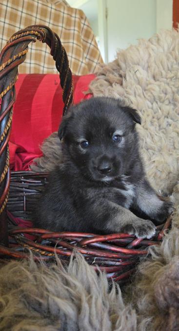 Norwegian Elkhound X Australian Shepherd