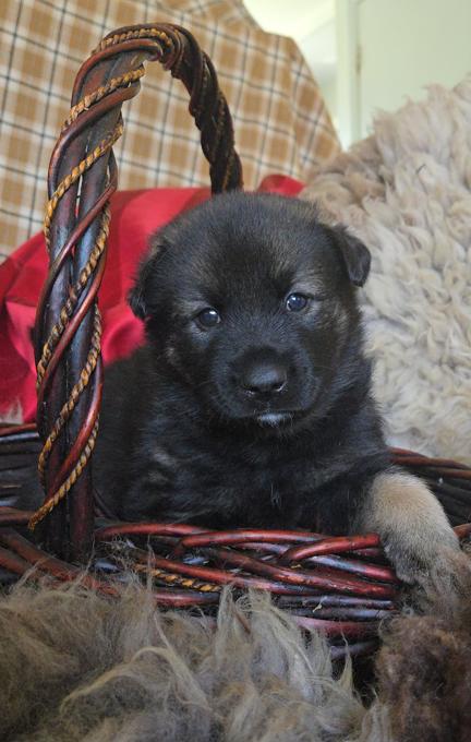 Norwegian Elkhound X Australian Shepherd