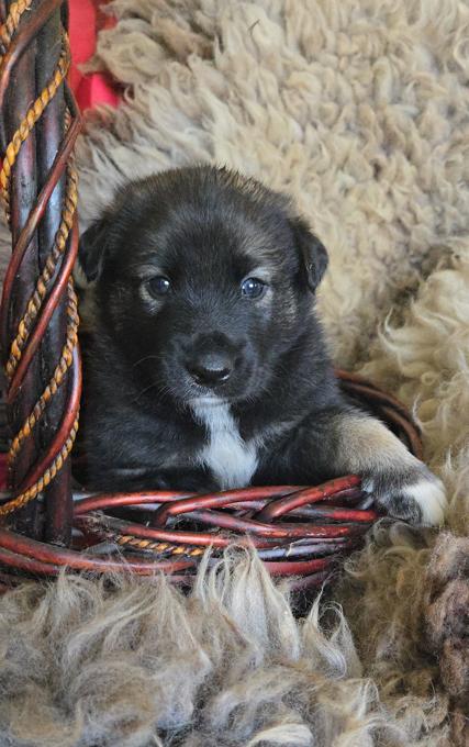 Norwegian Elkhound X Australian Shepherd