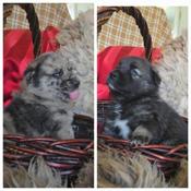 Norwegian Elkhound X Australian Shepherd