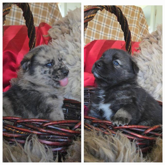 Norwegian Elkhound X Australian Shepherd