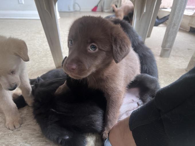 Labrador retriever