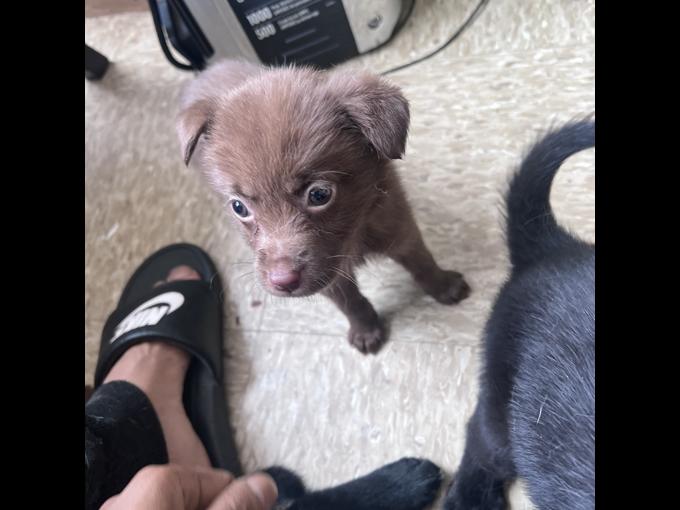 Labrador retriever