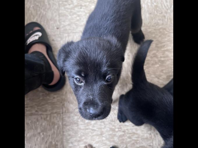 Labrador retriever