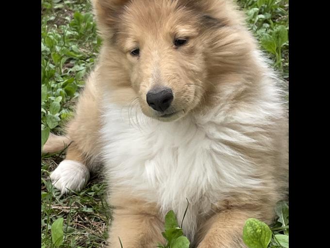 Rough Collie