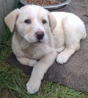 Lab Shepherd Rottweiler