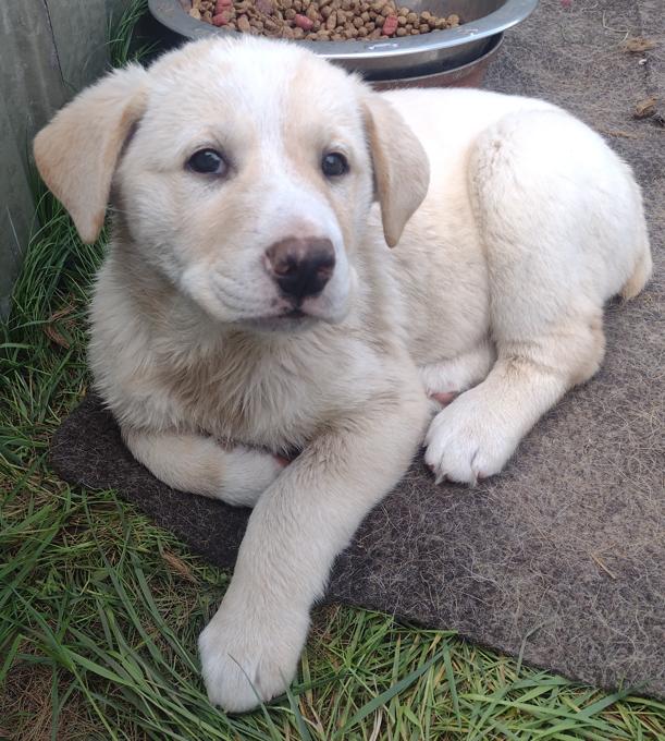 Lab Shepherd Rottweiler