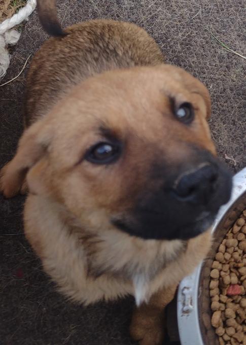 Lab Shepherd Rottweiler