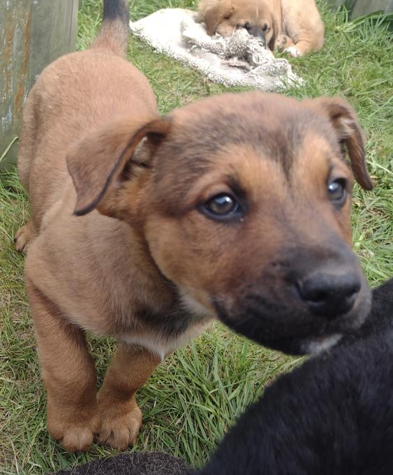 Lab Shepherd Rottweiler