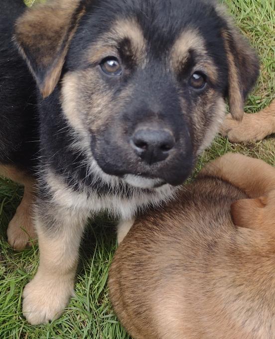 Lab Shepherd Rottweiler