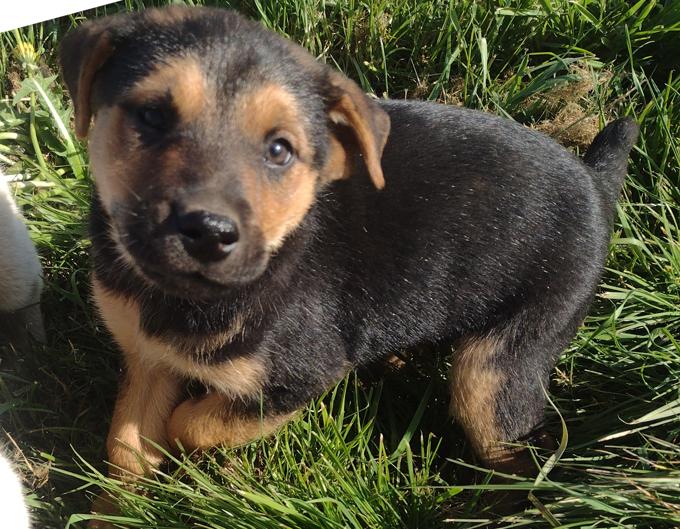 Lab Shepherd Rottweiler