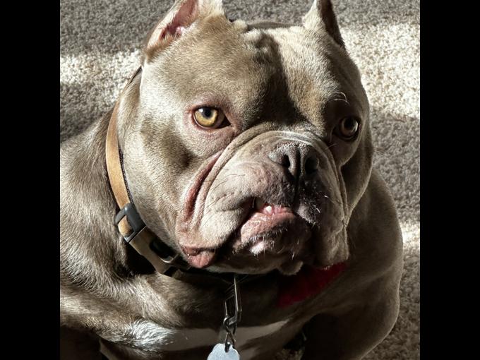 Micro American bully pitbull cross