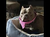 Micro American bully pitbull cross