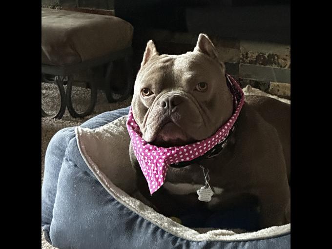 Micro American bully pitbull cross