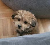 Shorkie