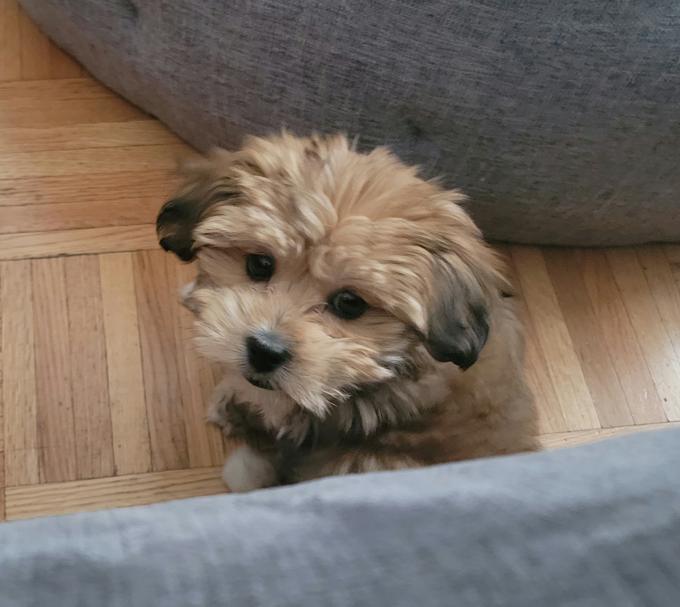 Shorkie