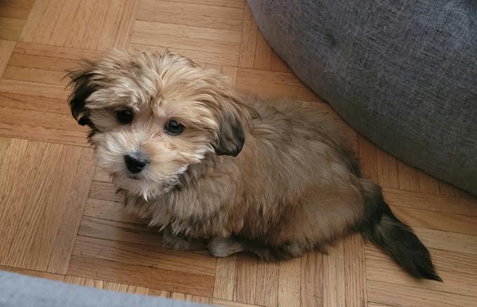 Shorkie