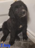 Adorable Golden Doodle x St. Bernard Puppies