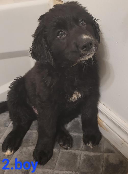 Adorable Golden Doodle x St. Bernard Puppies