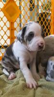 Catahoula leopard dogs