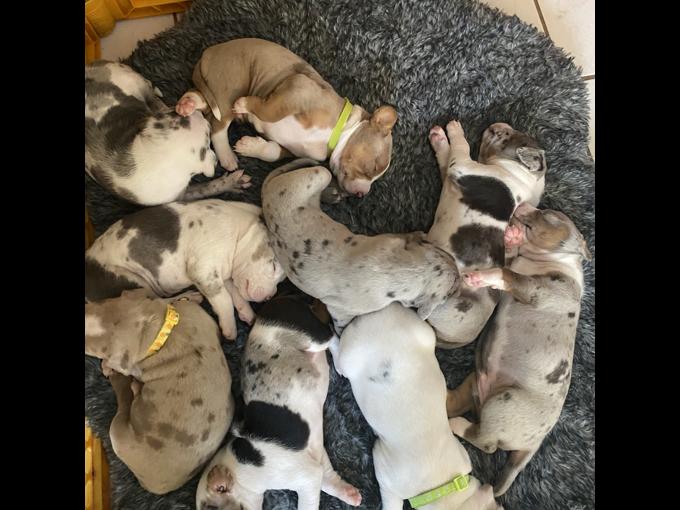 Catahoula leopard dogs