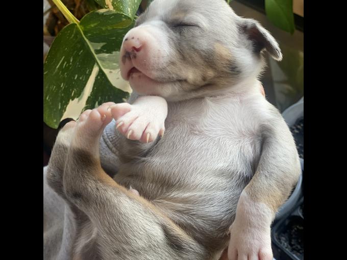 Catahoula leopard dogs