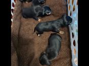 Miniature Pinscher