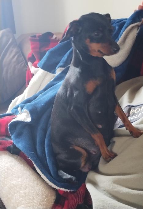 Miniature Pinscher