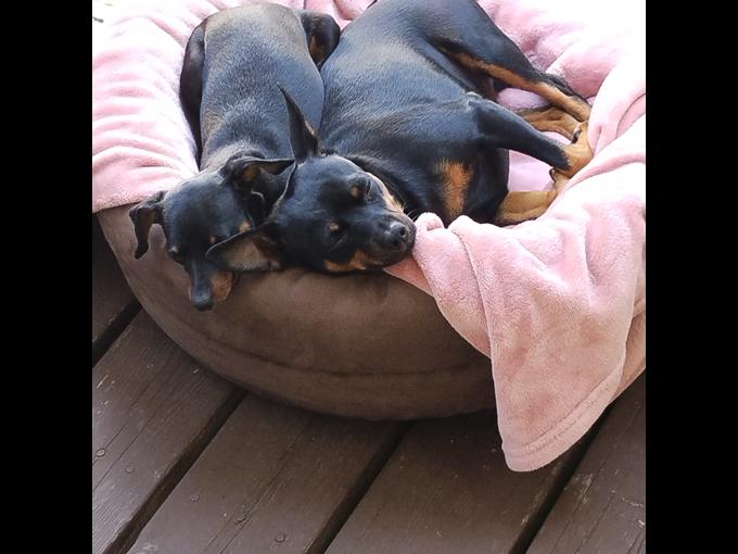 Miniature Pinscher