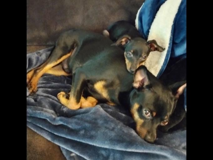 Miniature Pinscher