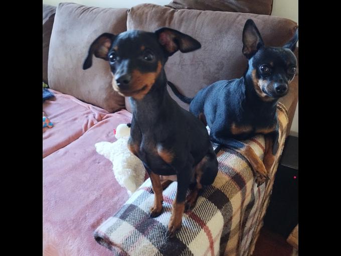 Miniature Pinscher