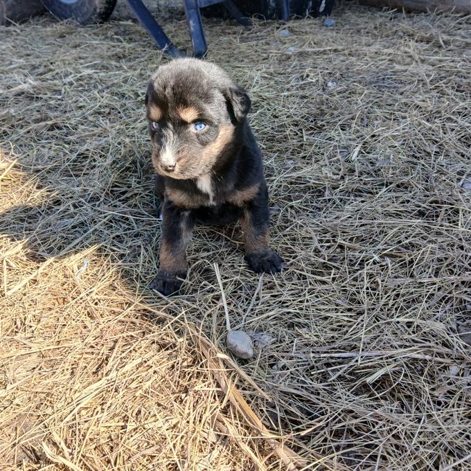 Doberman/ Husky Mix