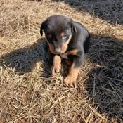 Doberman/ Husky Mix