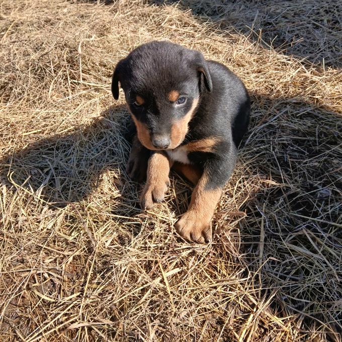 Doberman/ Husky Mix